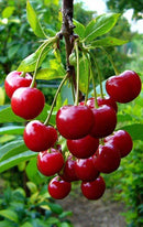Red Cherry - Cerise Rouge / 250g