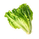 Lettuce - Laitue /Bunch