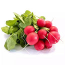 Red Radish / bunch