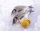 Fresh Fish / Poisson frais / 1kg