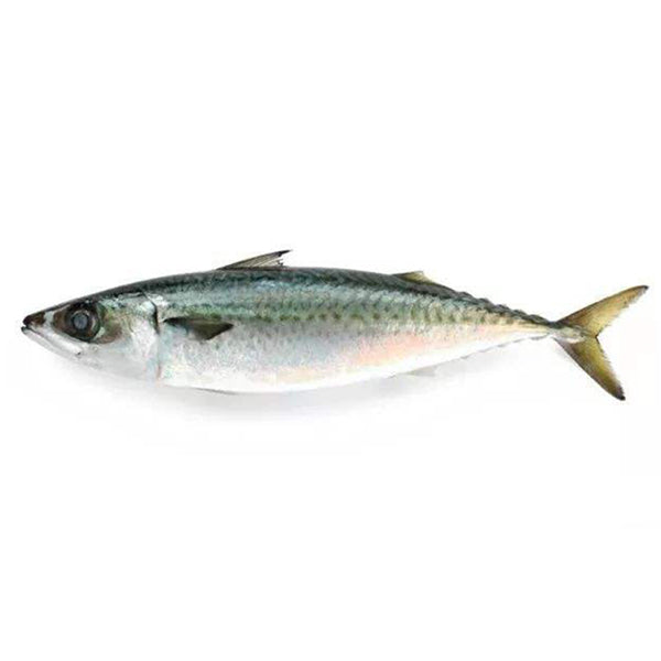 Thomson Fish - Ifi ya Thomson 1kg